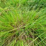 Carex appropinquata Hábito