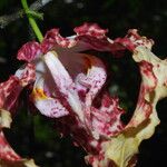 Monodora tenuifolia Flor