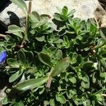 Veronica fruticans Foglia