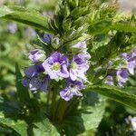 Veronica anagallis-aquatica Blomst