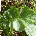 Geum montanum Blatt