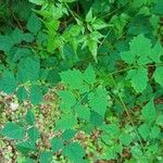 Millingtonia hortensis Hoja
