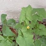 Sonchus oleraceusFlower