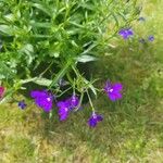 Lobelia erinus Blomst