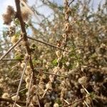 Vachellia etbaica Folha