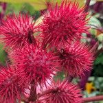 Ricinus communisFlower