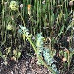 Sanguisorba verrucosa Lapas