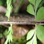Asplenium aethiopicum Leaf
