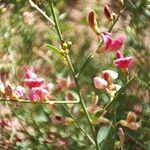 Alhagi maurorum Flower