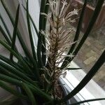 Dracaena stuckyi Flower