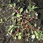 Lythrum portula Leaf