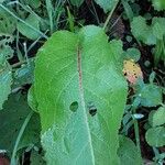 Rumex obtusifolius Likasa