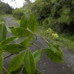 Toddalia asiatica Habit