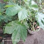 Jatropha gossypiifolia Folio