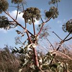 Angelica archangelica Fruit