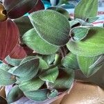 Tradescantia chrysophylla