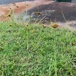 Cyperus polystachyos Habit
