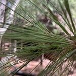 Pinus canariensisFuelha