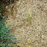 Hypecoum procumbens Habitus