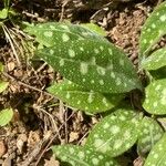 Pulmonaria longifolia Blatt