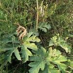 Heracleum sphondyliumLiść