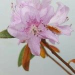 Rhododendron rubropilosum Õis