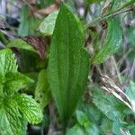 Plantago argentea पत्ता