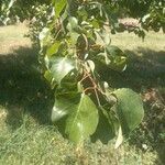 Prunus armeniaca Hoja