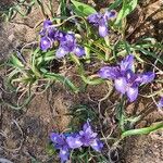 Moraea sisyrinchium عادت داشتن