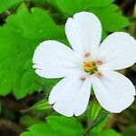 Geranium robertianumFlower