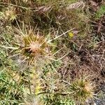 Galactites duriaei Květ