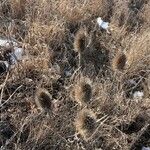 Dipsacus sativus Плод