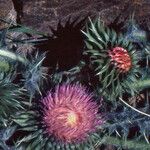 Cirsium acaulon Flor