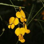 Sesbania herbacea Floare
