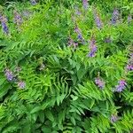 Galega orientalis Lorea