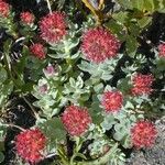 Rhodiola integrifolia ᱛᱟᱦᱮᱸ