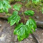 Acer circinatum Leaf