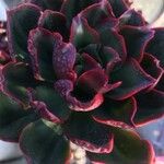 Echeveria montana List