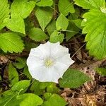 Calystegia silvaticaFiore