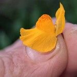 Utricularia australis Flower