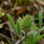 Trifolium leucanthum Other