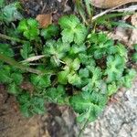 Sanicula europaea Hoja