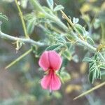 Indigofera spinosa 花