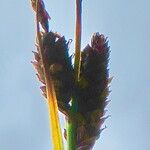 Carex heleonastes फूल