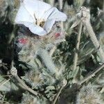 Convolvulus lanuginosus Blüte