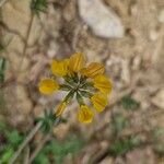 Hippocrepis scorpioides Çiçek