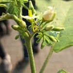 Solanum torvum Flower