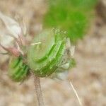 Medicago littoralis Frucht