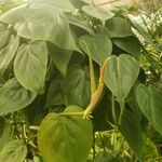 Philodendron hederaceum Altres