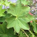 Alchemilla xanthochlora Φύλλο